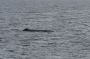 Baja05 - 004 * Sperm whale logging on the surface